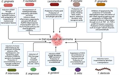 Frontiers Oral Microbiota And Oral Squamous Cell Carcinoma A Review